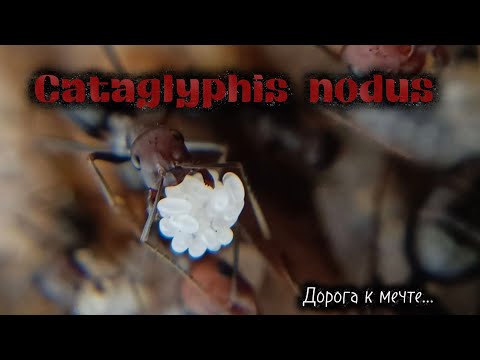 Видео: Бегунки Cataglyphis nodus, дорога к мечте...