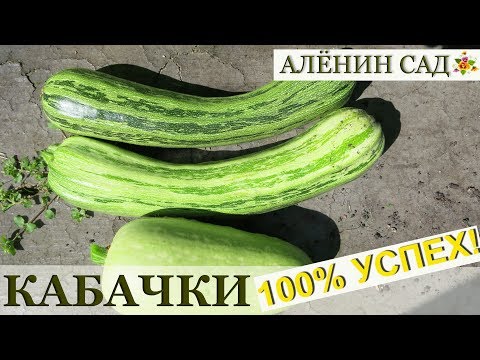 Видео: КАБАЧКИ все секреты успешного выращивания!