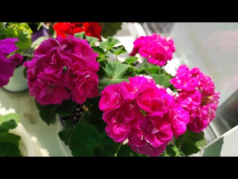 Видео: Обзор цветения пеларгоний в первый день лета❤️