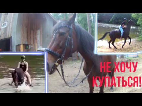 Видео: Купаемся на лошадях🐴🫧#ИзумрудноеОзеро