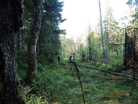 Видео: За мхом для вабикус в Карельский лес