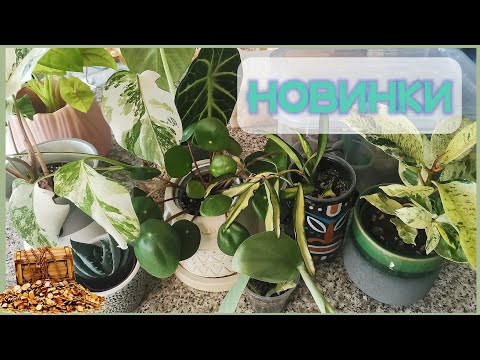 Видео: 💰💸ЗИМНИЕ ПОКУПКИ / ОБЗОР