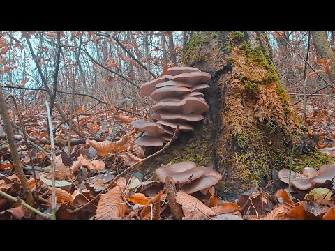 Видео: Гливи, тільки гливи.