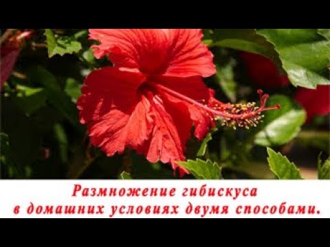Видео: Как размножить гибискус черенком в домашних условиях.