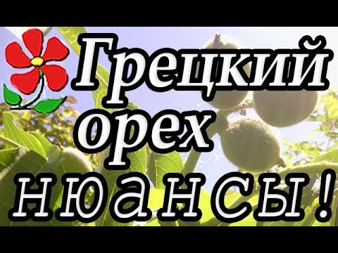 Видео: Отвечаю на ваши вопросы, рассказываю подробно! Самое неприхотливое дерево вашего сада: Грецкий орех!