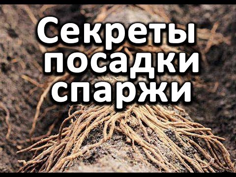 Видео: Секреты посадки спаржи.