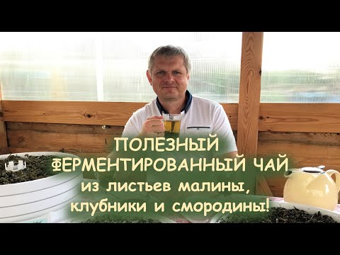 Видео: СЕКРЕТЫ ФЕРМЕНТИРОВАННОГО ЧАЯ ОТ А ДО Я!!! - Андрей Гренок