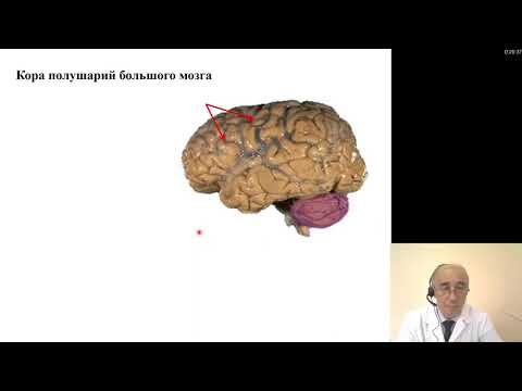 Видео: Гистология. Нервная система: Головной мозг