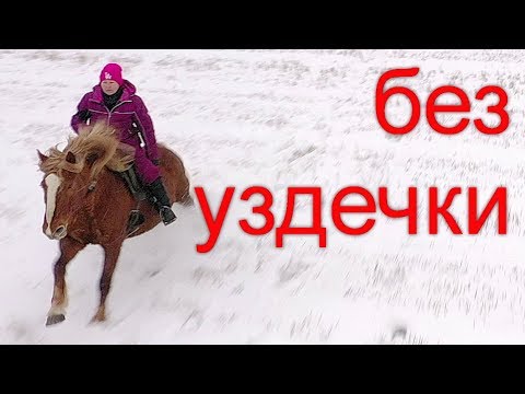 Видео: Лошадь - партнёр. Принципы взаимодействия.