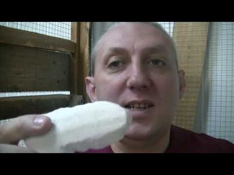 Видео: Правильное кормление волнистых попугаев. Часть вторая. Минеральный корм, камень, вода и купание.