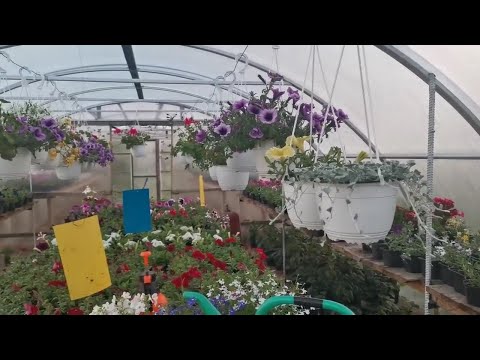 Видео: Топ - 5 самых продаваемых цветов