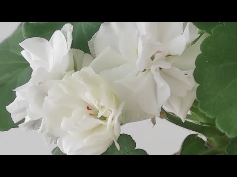 Видео: Черенки из посылки спустя 2 недели. Предложение по черенкам