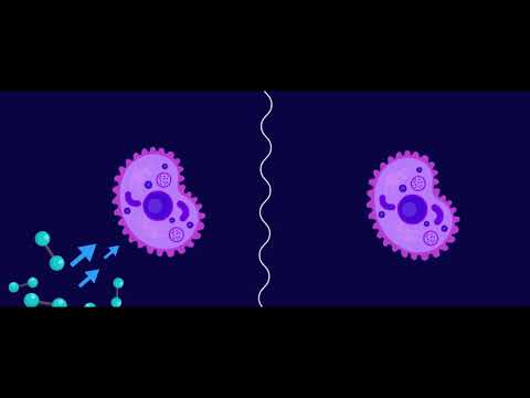Видео: 9 класс_Биология_Аэробты және анаэробты тынысалу