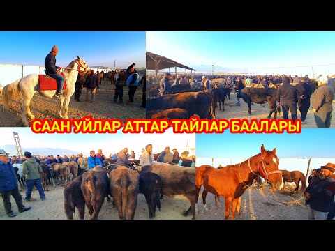 Видео: Күздө тойлорго көп тайлар чыгыптыр. Подписаться ЛАЙКты басып колдоп койсоңуздар ичи тар болбой☹️
