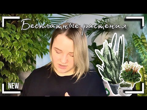 Видео: Бесплатные растения 🪴, я за них не платила💰
