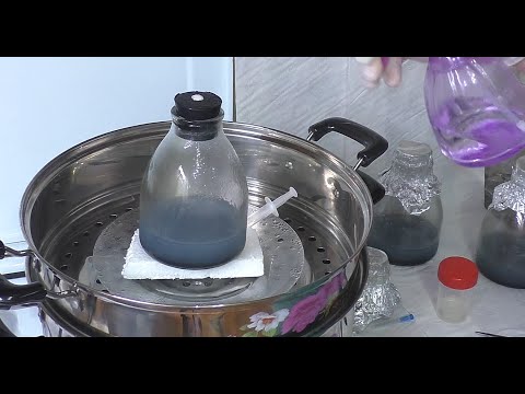 Видео: Я ЭТО сделала и ОРХИДЕЙ будет МОРЕ. Посев семян фаленопсиса invitro на домашней кухне.