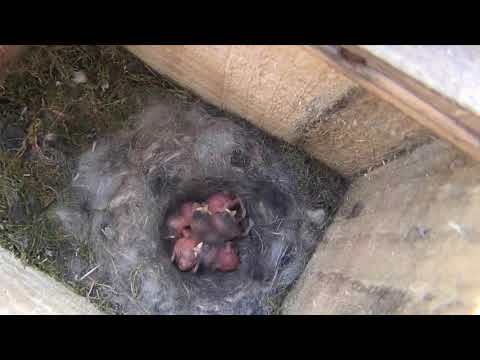 Видео: Страницы лесной жизни 2017