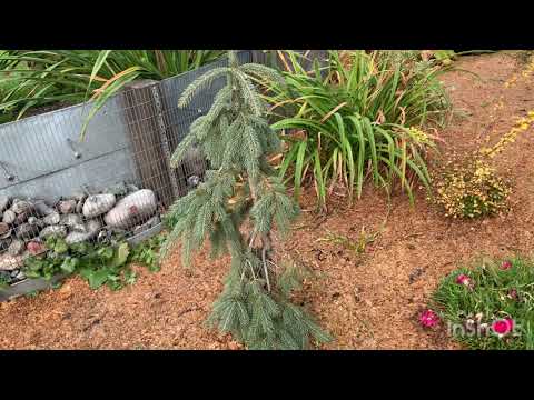 Видео: 5.10.2025. Хакасия . Мой осенний сад 🍂🍁.