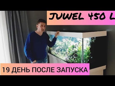 Видео: Аквариум Juwel 450 л. 19 день. Часть 15.