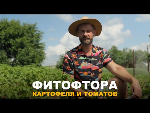 Видео: ФИТОФТОРА НЕ ПОЙДЁТ. Как не допустить болезнь в огород.
