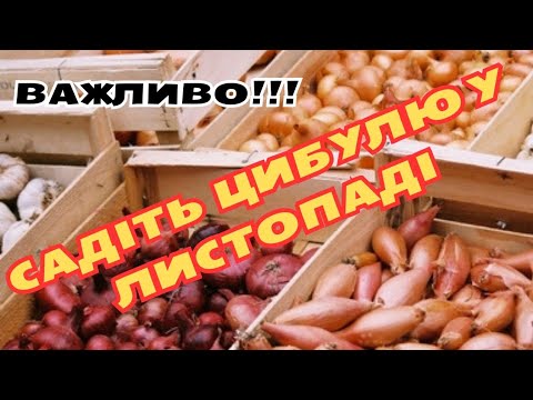 Видео: ФАКТОРИ, ЯКІ ВПЛИВАЮТЬ НА ВЕЛИЧИНУ ЦИБУЛИНИ‼️🧅🧅🧅