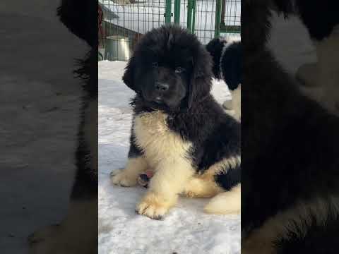 Видео: С-помет от Джосси и Олимпа, 2 месяца