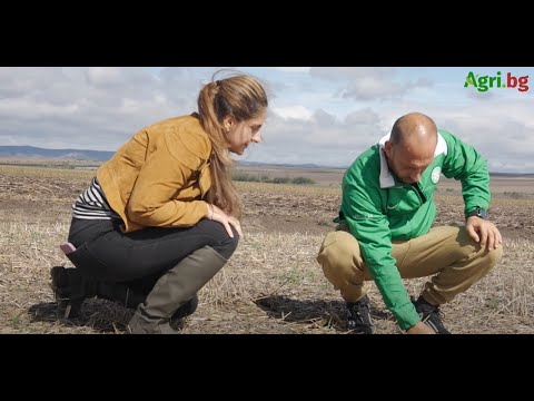 Видео: Как изглежда рапица засята чрез директна сеитба?