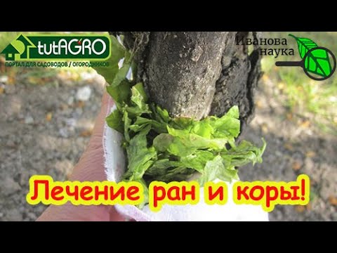 Видео: УЧЕНЫЕ ВЫЯСНИЛИ, действительно ли нужно замазывать раны на деревьях. Травяная натирка ствола.