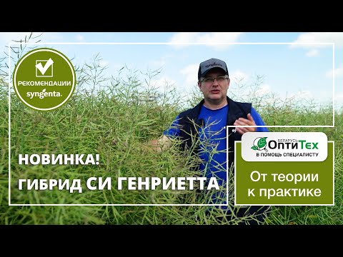 Видео: Новый гибрид СИ ГЕНРИЕТТА – устойчивое развитие.