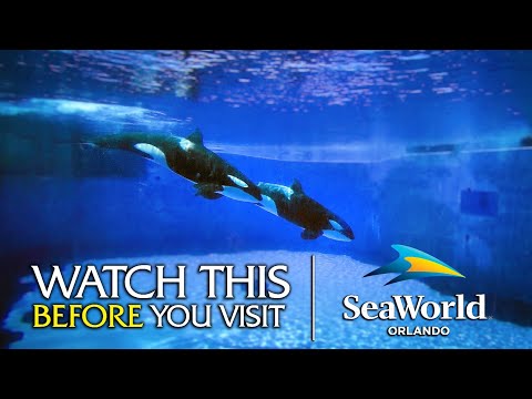 Видео: Руководство для начинающих по SeaWorld Orlando