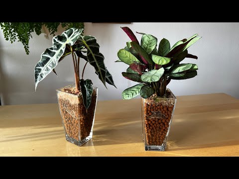 Видео: Эксперимент с гидропоникой для алоказии полли и посадка в воду ктенанты