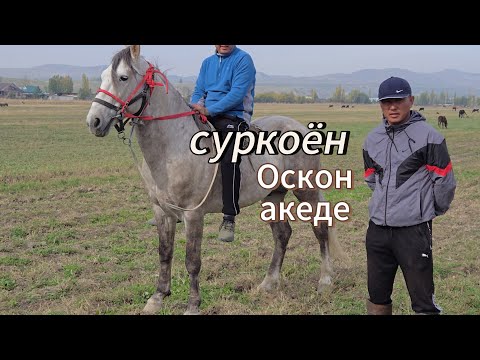 Видео: Оскон Акеден Улактын Аттары чыкты 4 Ат