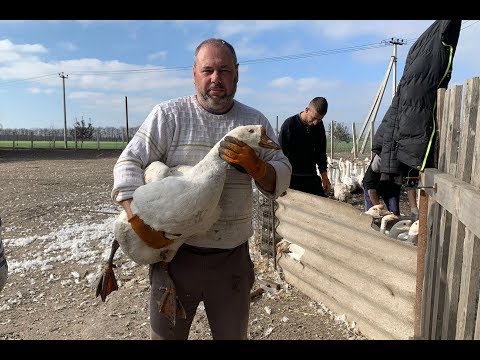 Видео: Это страшное слово - бонитировка!// Ежегодная сортировка гусей