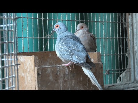 Видео: Бриллинтовые горлицы.  Brillint turtle doves.