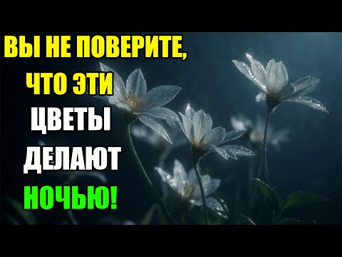 Видео: ТАЙНА НОЧНЫХ ЦВЕТОВ: ЧТО ПРОИСХОДИТ, КОГДА ВСЕ СПЯТ