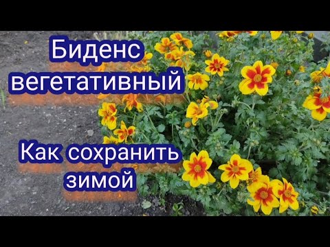 Видео: Биденс вегетативный. Черенкую для зимнего сохранения.