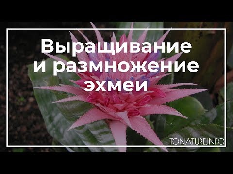 Видео: Выращивание и размножение эхмеи | toNature.Info