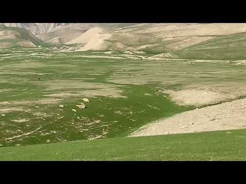 Видео: Гиссарские овцы и саги дахмарда шуртугай 05.04.24