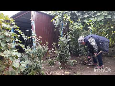 Видео: Закрыла  салат лечо/ омолодила розу, посадила розы.