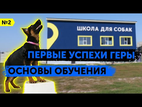 Видео: Как научить щенка немецкой овчарки слушаться | Гера делает успехи | От 0 до послушной собак | DRED