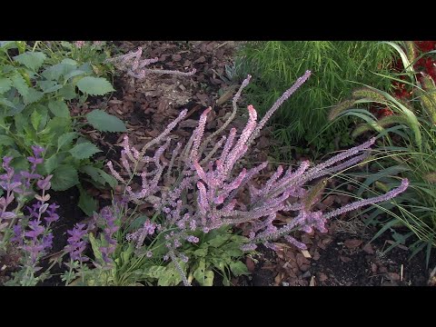 Видео: Настоящее Сокровище. Редкий и красивый цветок ЛИМОНЕУМ СУВОРОВА