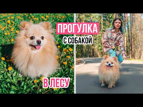 Видео: В ПЕРВЫЙ РАЗ ВЫГУЛИВАЕМ В ЛЕСУ СОБАЧКУ ЭЛИС | СОБАКА УВИДЕЛА БЕЛКУ И УТОК