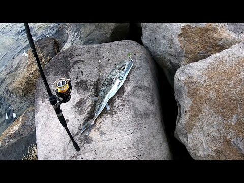 Видео: Ядовитые дары Средиземного моря или просто Фугу  4.5.22