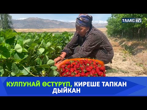 Видео: Кулпунай өстүрүп, киреше тапкан дыйкан