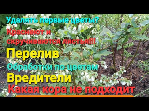 Видео: ВНИМАНИЕ!!! Посмотрите, чтобы не навредить голубике.