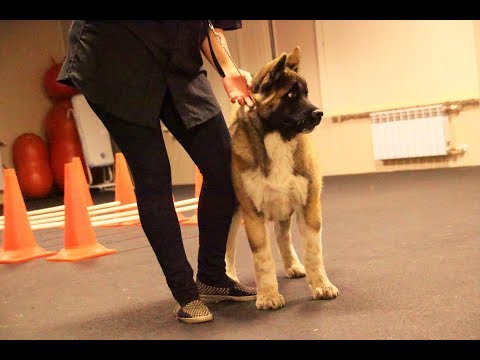 Видео: Щенок играя с другими собаками не бращает на вас внимания