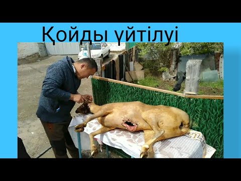 Видео: Қызыл қойдың үйтілуі. Алтай тауы. Самый вкусный.