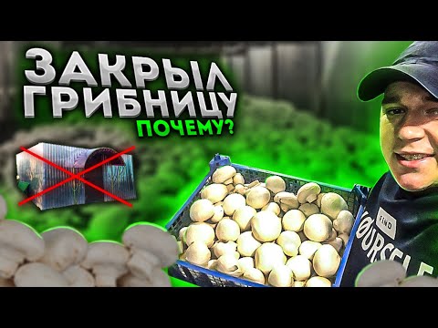 Видео: ЗАКРЫЛ ГРИБНИЦУ! Больше не выращиваю грибы! Что произошло? Выращивание шампиньонов.