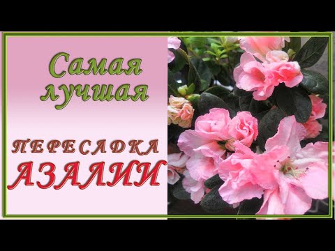 Видео: Самый лучший способ пересадки Азалии.