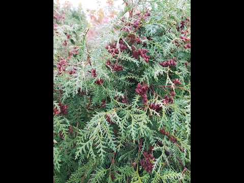 Видео: Прогулка - экскурсия по ботаническому саду.